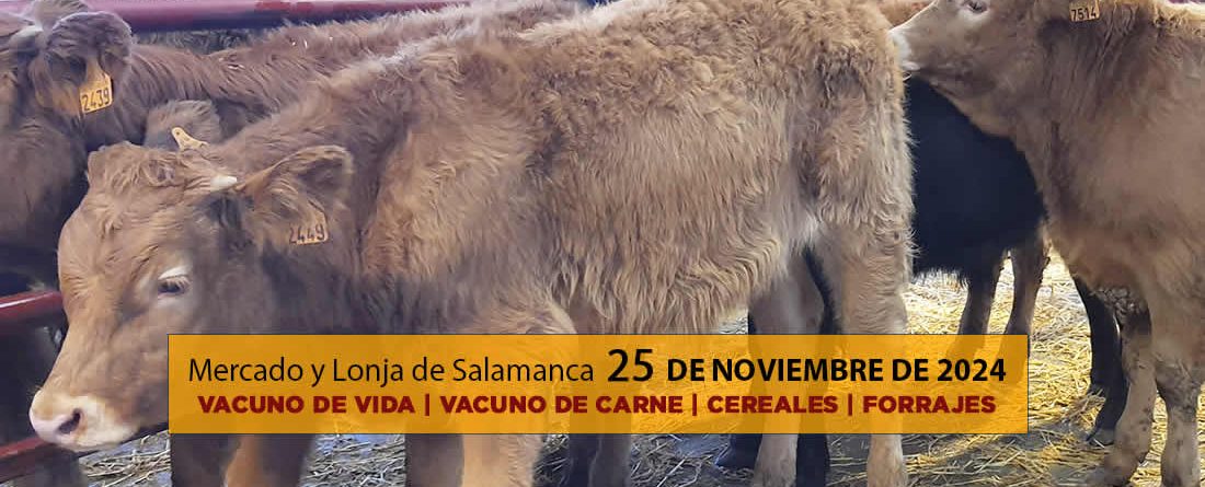 Lonja y mercado ganado vacuno salamanca 25 noviembre 2024