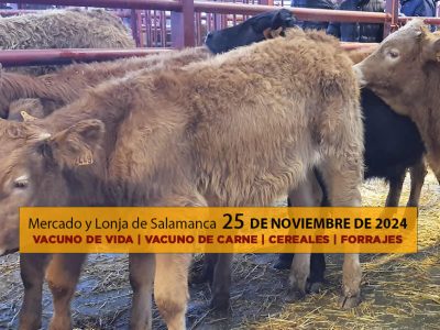 Lonja y mercado ganado vacuno salamanca 25 noviembre 2024