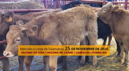 Lonja y mercado ganado vacuno salamanca 25 noviembre 2024