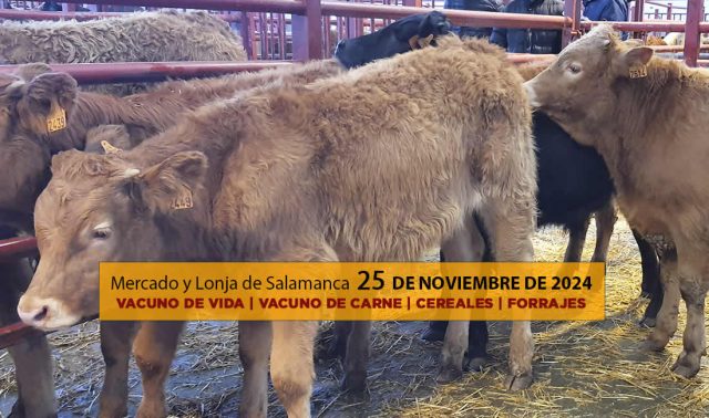 Lonja y mercado ganado vacuno salamanca 25 noviembre 2024