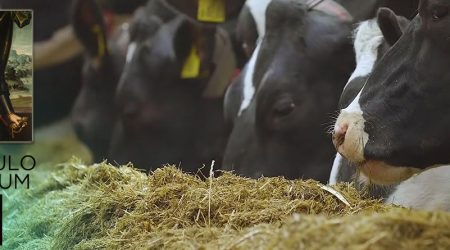 Alimentación vacas lecheras Holstein Frisona ordeño con robot