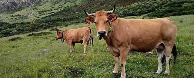 Proyecto Boviex 4.0: IoT para transformar la ganadería extensiva y la vida rural