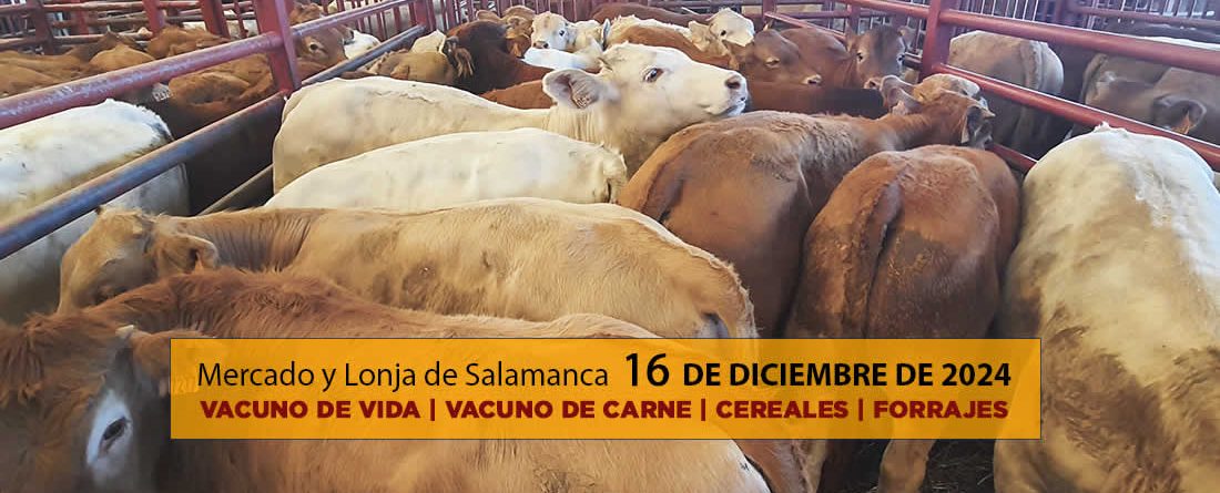 Lonja y mercado de ganado vacuno Salamanca 16 diciembre 2024