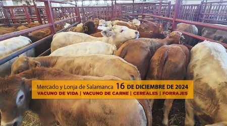 Lonja y mercado de ganado vacuno Salamanca 16 diciembre 2024