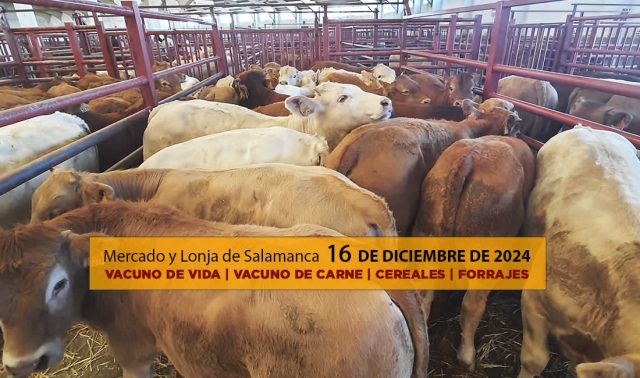Lonja y mercado de ganado vacuno Salamanca 16 diciembre 2024