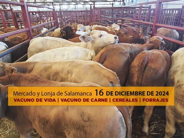 Lonja y mercado de ganado vacuno Salamanca 16 diciembre 2024