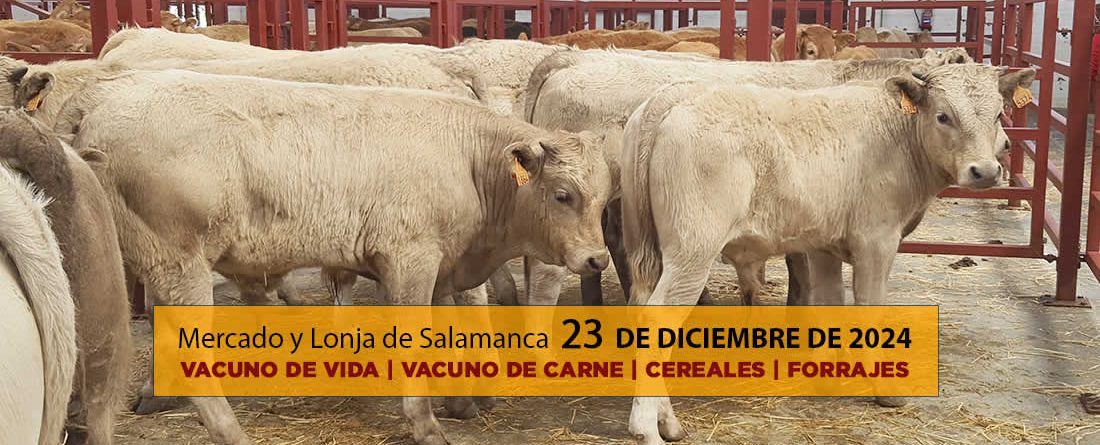 Lonja y mercado de ganado vacuno con terneros Salamanca 23 diciembre 2024