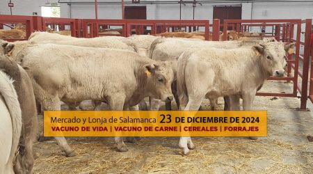 Lonja y mercado de ganado vacuno con terneros Salamanca 23 diciembre 2024