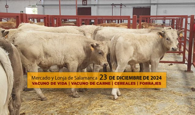 Lonja y mercado de ganado vacuno con terneros Salamanca 23 diciembre 2024