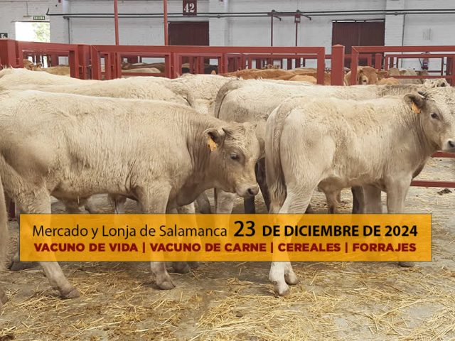 Lonja y mercado de ganado vacuno con terneros Salamanca 23 diciembre 2024