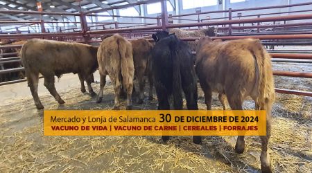 Análisis Lonja Salamanca ganado vacuno, cereal y forraje 30 diciembre 2024