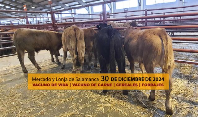 Análisis Lonja Salamanca ganado vacuno, cereal y forraje 30 diciembre 2024