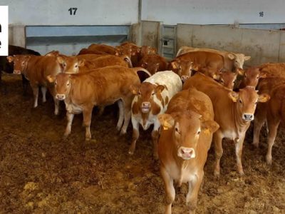 El grupo cooperativo dehesa grande incrementa más del 16 por ciento su facturación en 2024