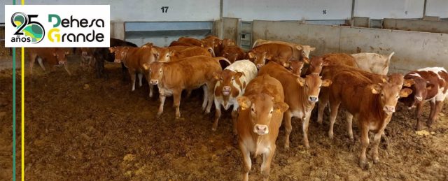 El grupo cooperativo dehesa grande incrementa más del 16 por ciento su facturación en 2024