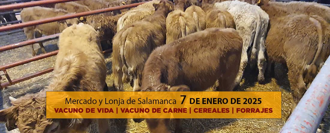 Lonja y mercado ganado vacuno Salamanca 7 enero 2025