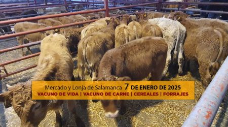 Lonja y mercado ganado vacuno Salamanca 7 enero 2025