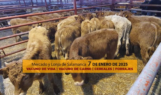 Lonja y mercado ganado vacuno Salamanca 7 enero 2025