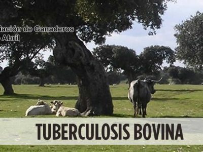 Decepción programa nacional erradicación tuberculosis bovina 2025 de la asociación 19 de abril