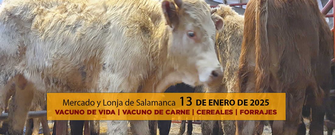 Lonja y mercado ganado vacuno Salamanca 13 enero 2025