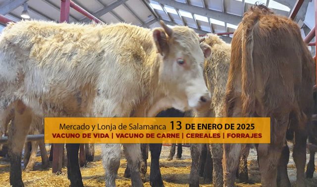 Lonja y mercado ganado vacuno Salamanca 13 enero 2025