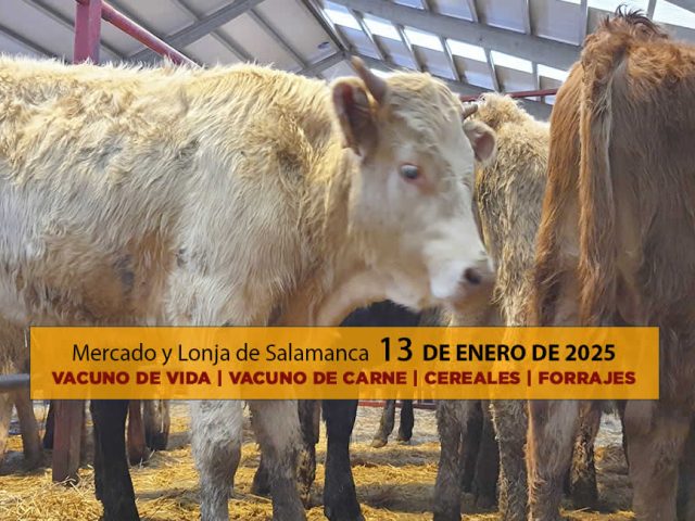 Lonja y mercado ganado vacuno Salamanca 13 enero 2025