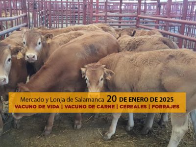 Análisis de la lonja y mercado de ganado de Salamanca 20 de Enero de 2025 terneros