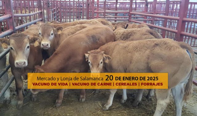 Análisis de la lonja y mercado de ganado de Salamanca 20 de Enero de 2025 terneros