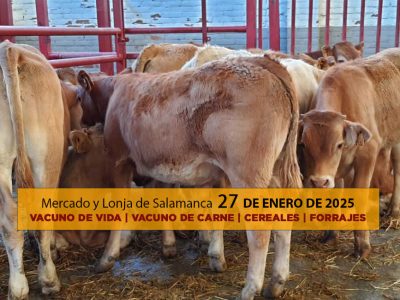 Lonja ganado vacuno Salamanca 27 enero 2025