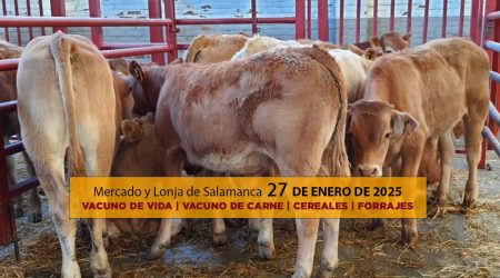 Lonja ganado vacuno Salamanca 27 enero 2025