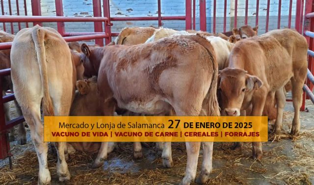 Lonja ganado vacuno Salamanca 27 enero 2025