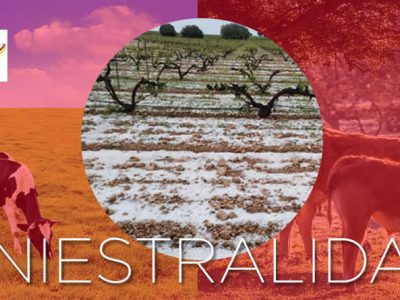 La siniestralidad del seguro agrario en 2024 asciende a 712 millones de euros