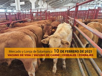 lonja salamanca mercado ganado vacuno 10 febrero 2025 con terneros