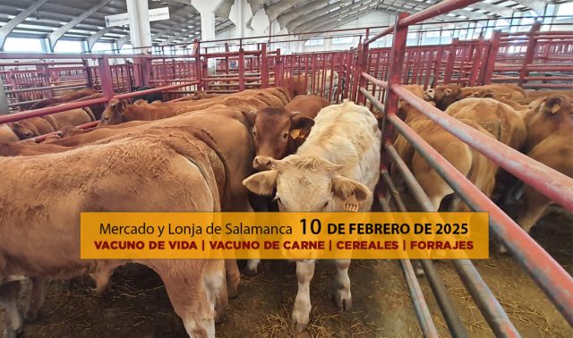 lonja salamanca mercado ganado vacuno 10 febrero 2025 con terneros