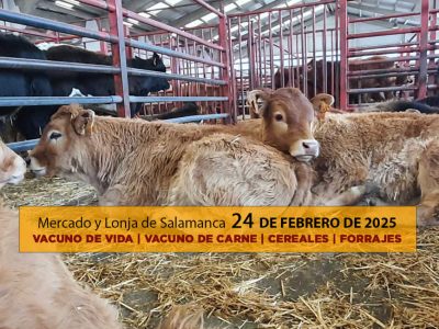Lonja y mercado ganado vacuno Salamanca 24 febrero 2025