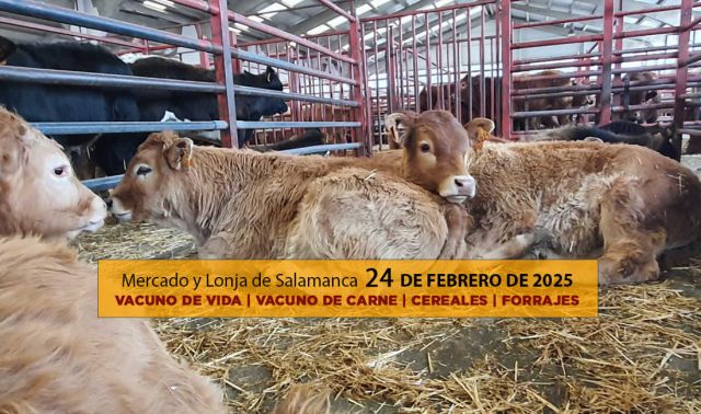 Lonja y mercado ganado vacuno Salamanca 24 febrero 2025