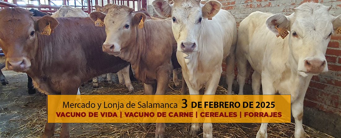 Análisis Lonja y mercado ganado vacuno Salamanca 3 febrero 2025