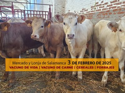 Análisis Lonja y mercado ganado vacuno Salamanca 3 febrero 2025