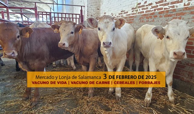 Análisis Lonja y mercado ganado vacuno Salamanca 3 febrero 2025