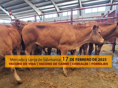 Análisis de la lonja y mercado de ganado de Salamanca 17 de febrero