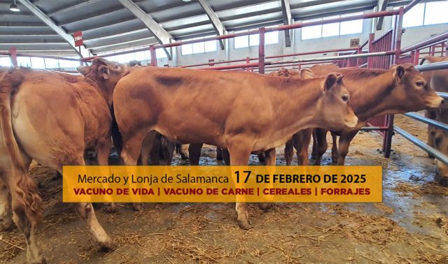 Análisis de la lonja y mercado de ganado de Salamanca 17 de febrero