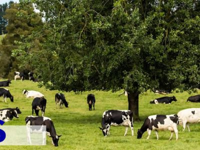 Mars destina 27 millones de dólares a capacitar a los ganaderos para reducir las emisiones en sus explotaciones