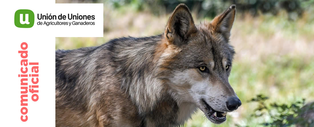 Unión de Uniones denuncia que el MITECO hace mutis por el foro en el asunto del lobo y el aumento de los ataques a la ganadería