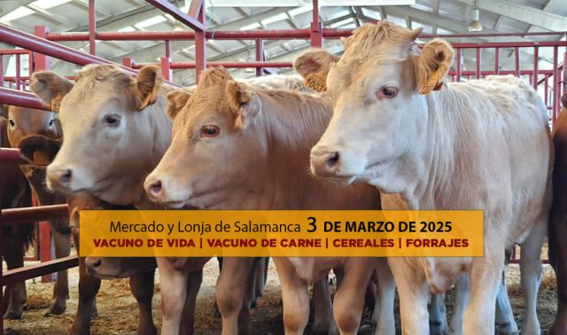 Análisis de la lonja y mercado de ganado de Salamanca 3 de marzo 2025