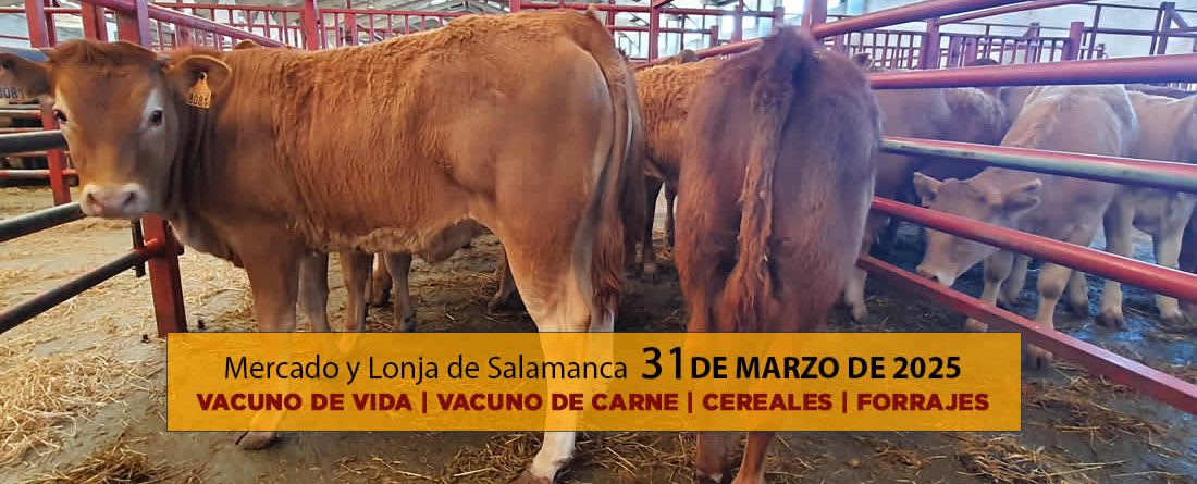 Análisis de la lonja y mercado de ganado de Salamanca 31 de marzo