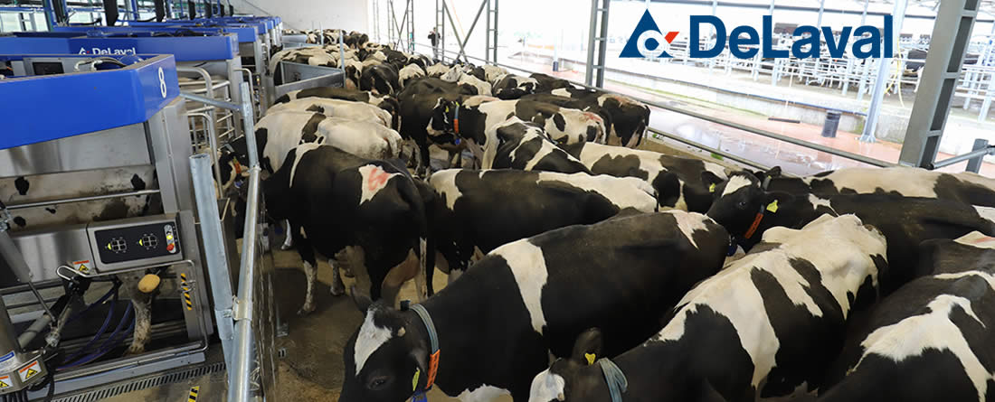 DeLaval VMS™ Batch Milking, está transformando las granjas y el ordeño en todo el mundo