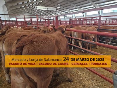 Análisis Lonja y mercado ganado vacuno con terneros y vacas Salamanca 24 marzo 25