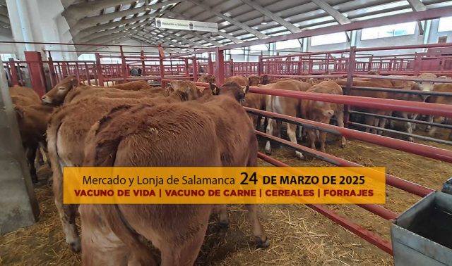 Análisis Lonja y mercado ganado vacuno con terneros y vacas Salamanca 24 marzo 25
