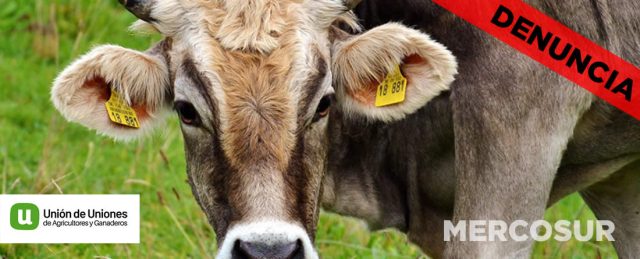 Unión de Uniones denuncia que el vacuno de carne se verá mucho más golpeado por el acuerdo UE-MERCOSUR de lo que dicen los estudios de impacto