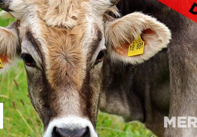 Unión de Uniones denuncia que el vacuno de carne se verá mucho más golpeado por el acuerdo UE-MERCOSUR de lo que dicen los estudios de impacto