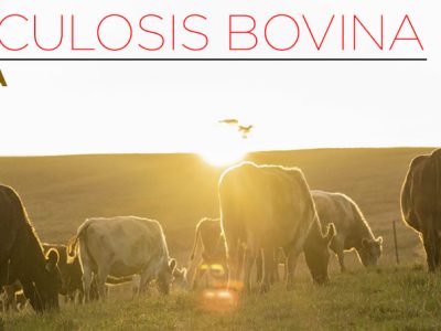 El sector ganadero se reúne para debatir sobre la tuberculosis bovina